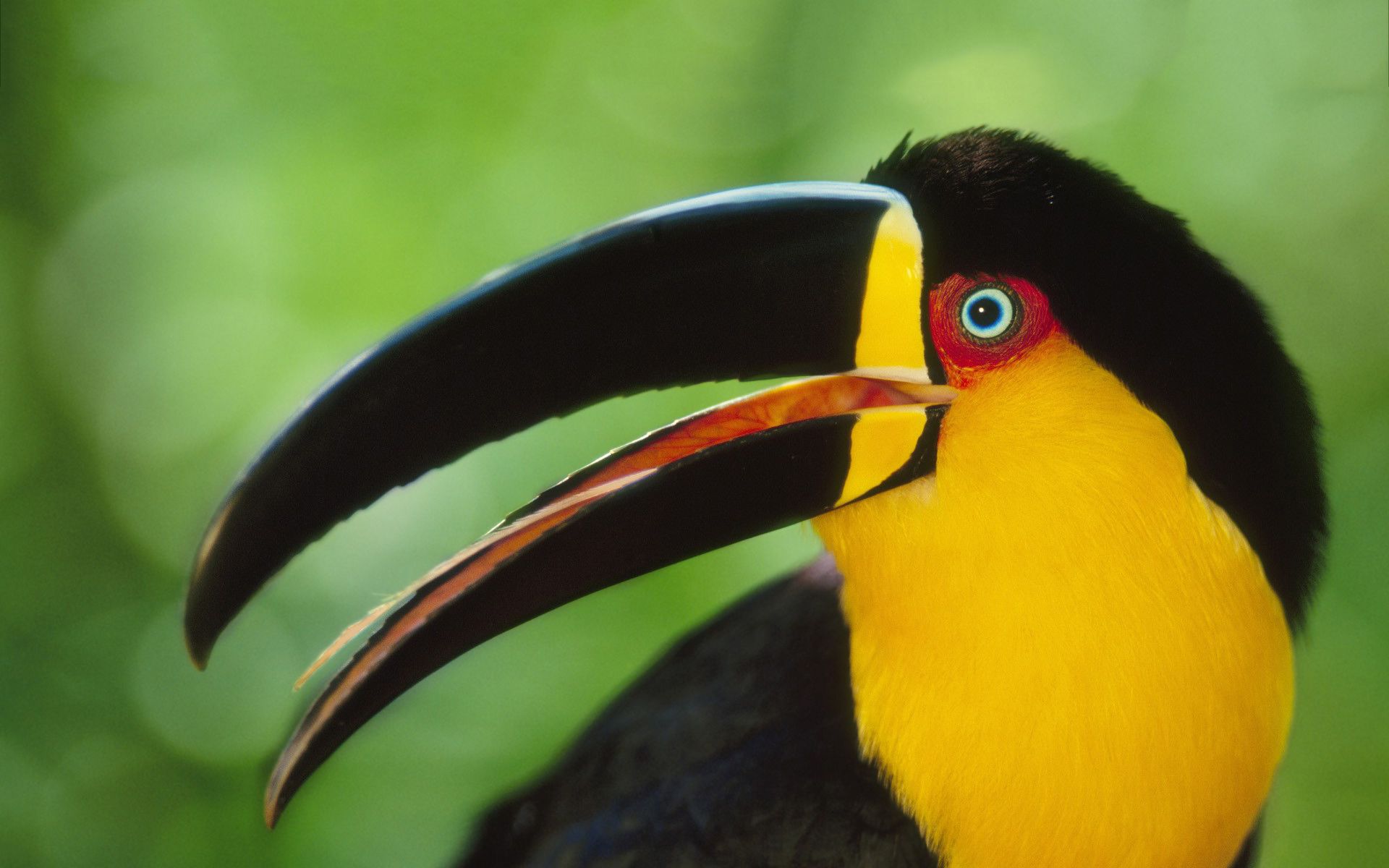 toucan bird images