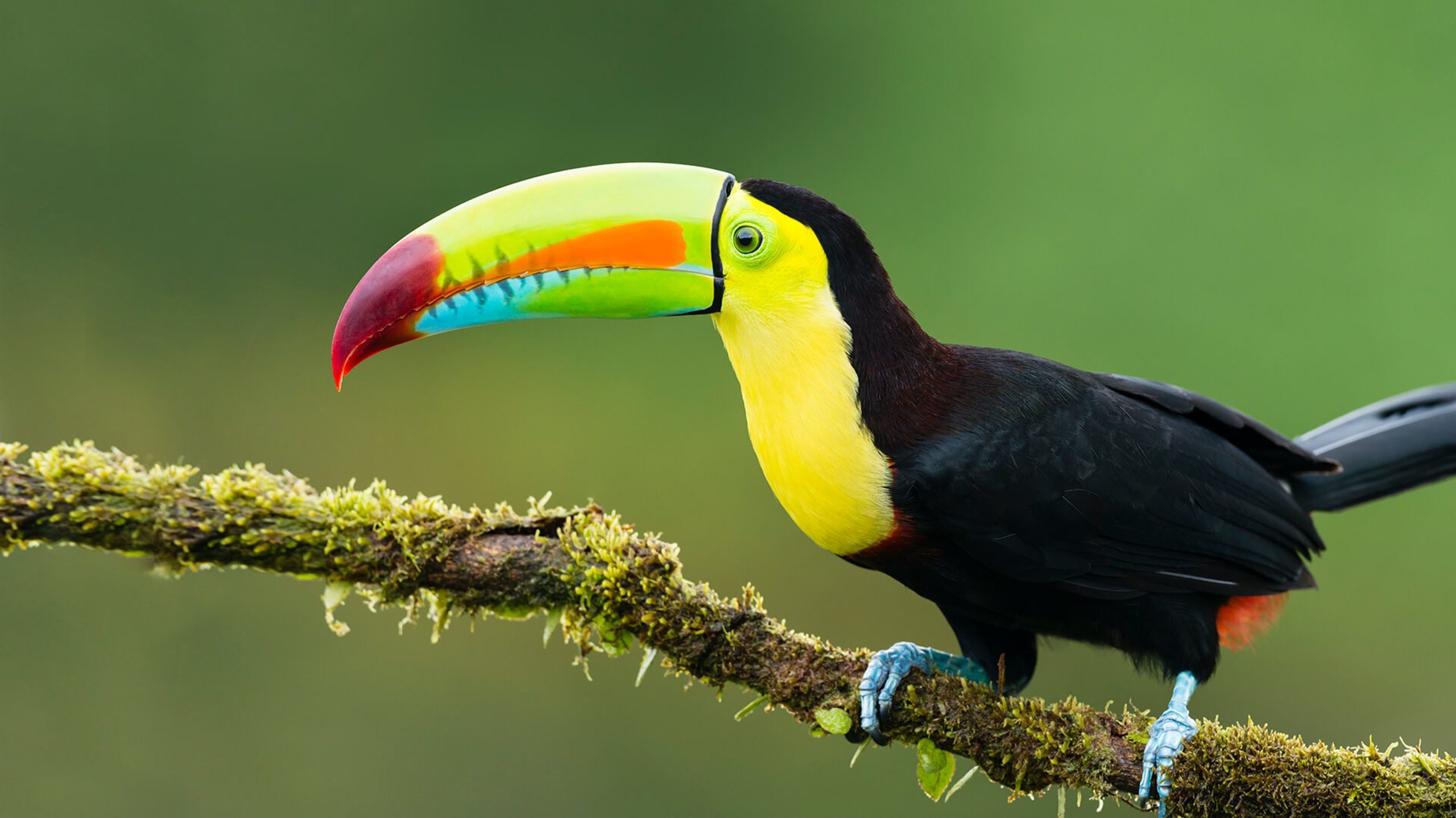 pictures of toucans