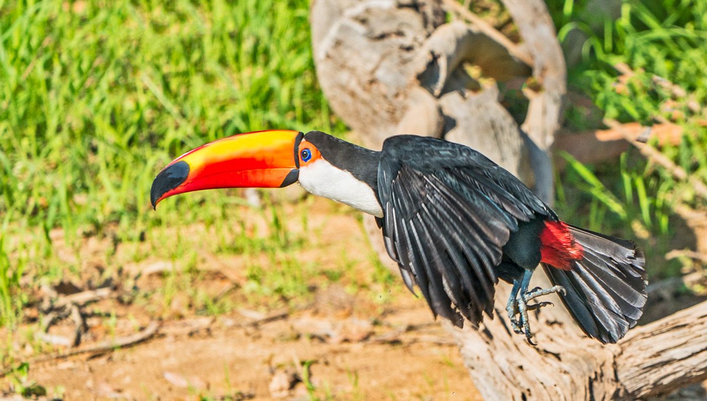 images of a toucan bird