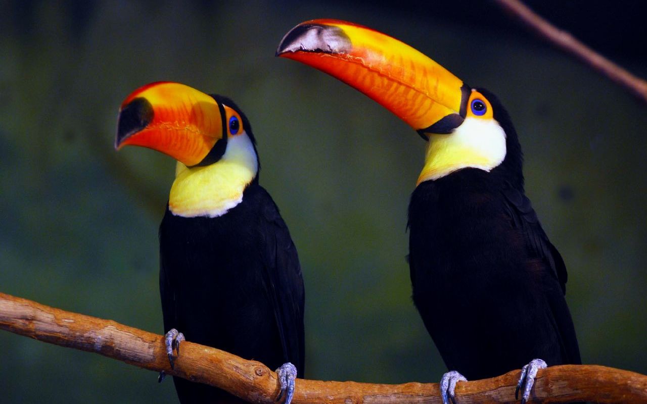 show me a picture of a toucan