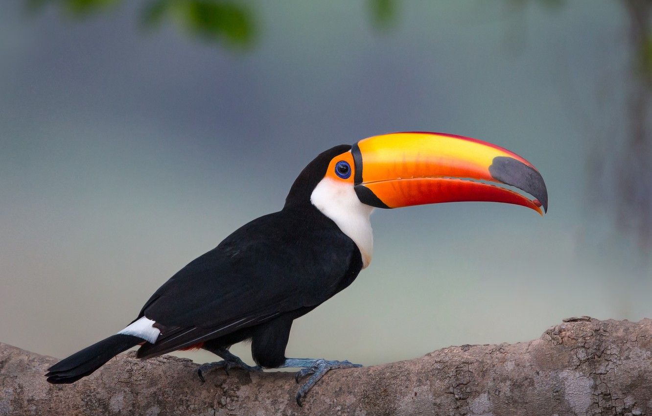 is a toucan a parrot
