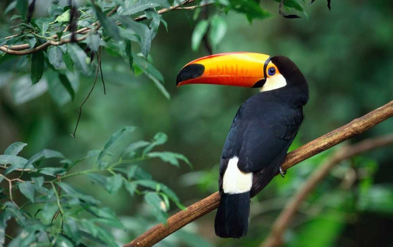 what is a toucan bird