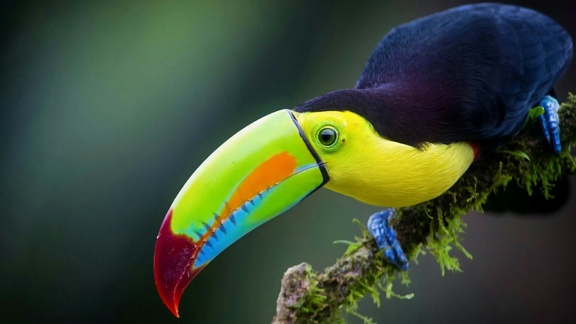toucan decoration wallpapers
