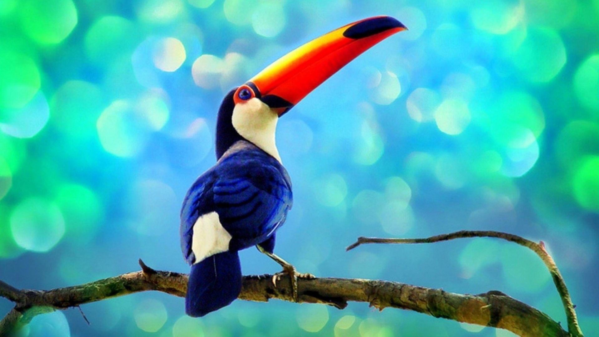 toucan home wallpapers
