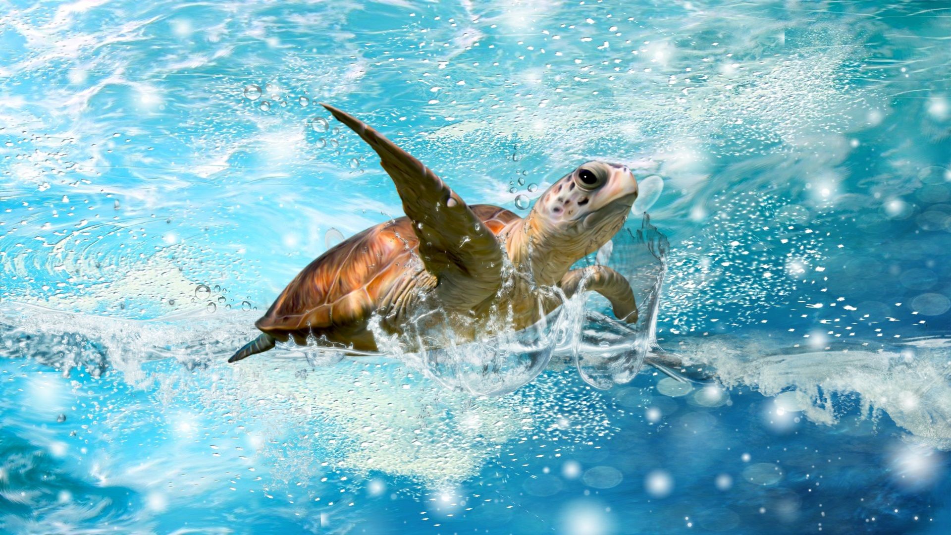 sea turtle images
