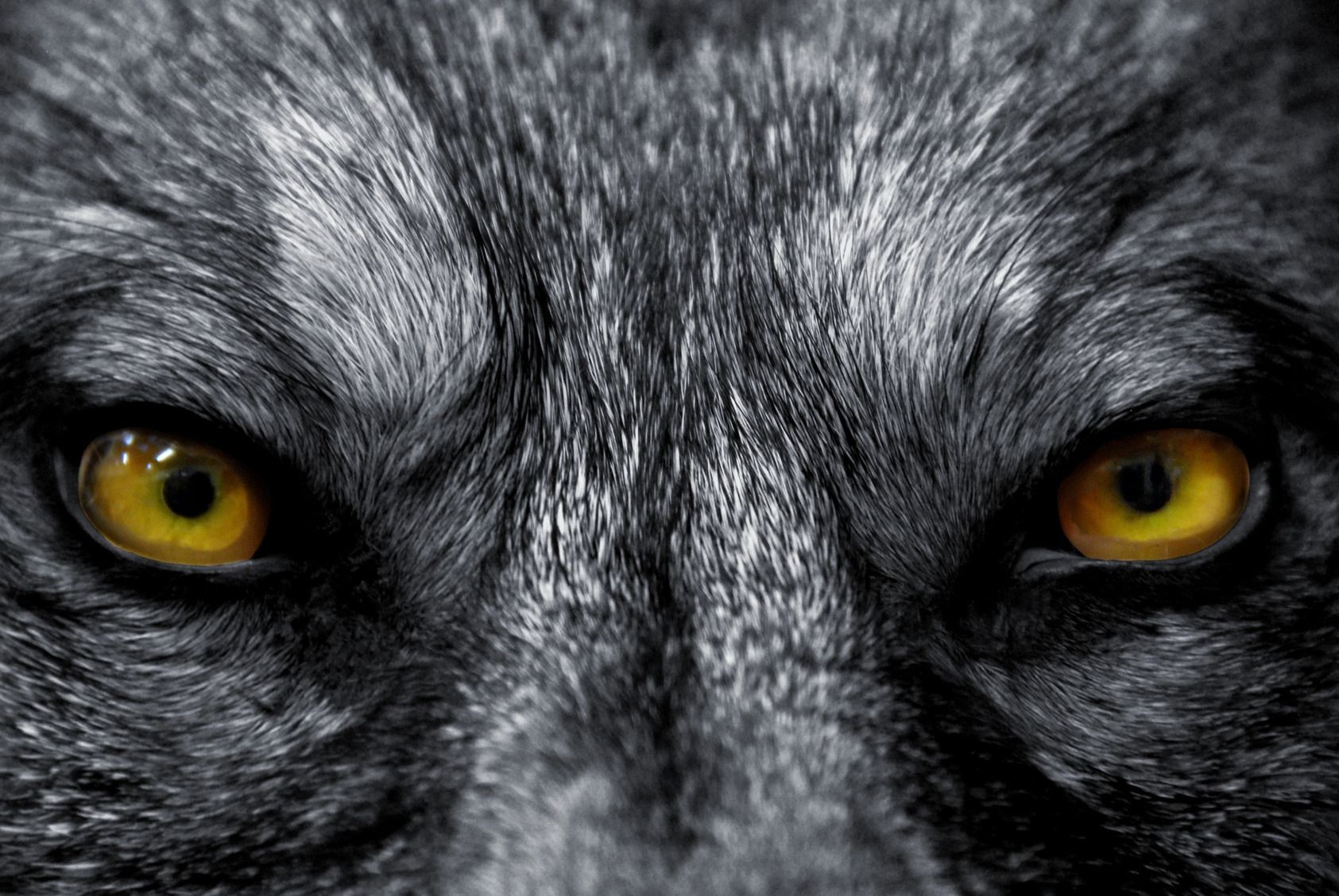 werewolves backgrounds