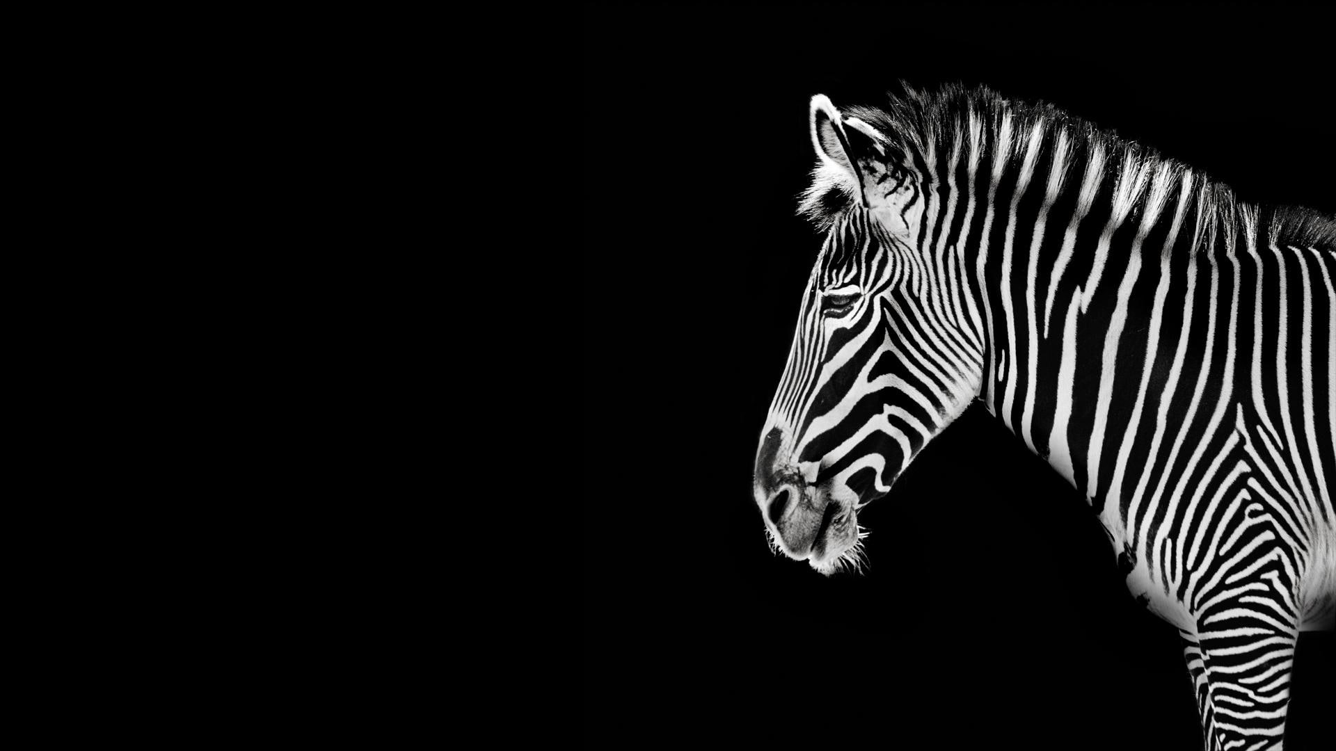 wes anderson zebra wallpaper
